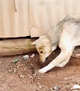 网友看到狗一直在刨土，走近后，发现了它的秘密