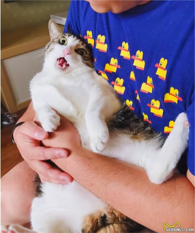 抱猫姿势讲究多，这些姿势不可取，太伤猫了
