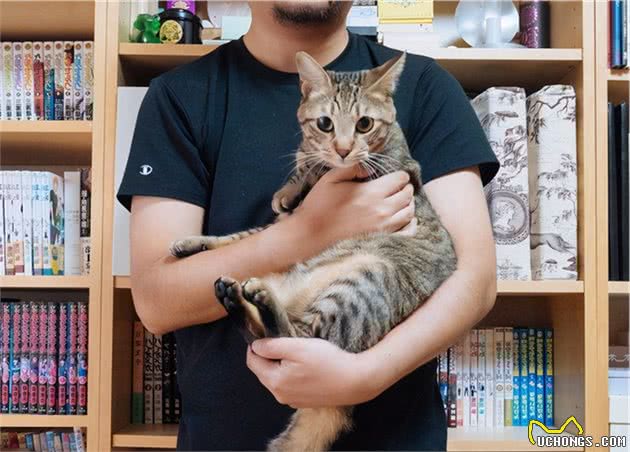 抱猫姿势讲究多，这些姿势不可取，太伤猫了