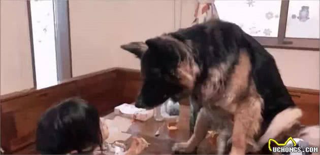 养狗，劝你不要养“德国牧羊犬”，这6点你承受不来
