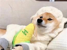 柴犬什么时候断奶？断奶后应该吃什么？