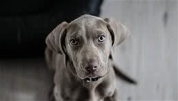 闻之色变犬细小，到底是什么鬼？铲屎官要如何防治