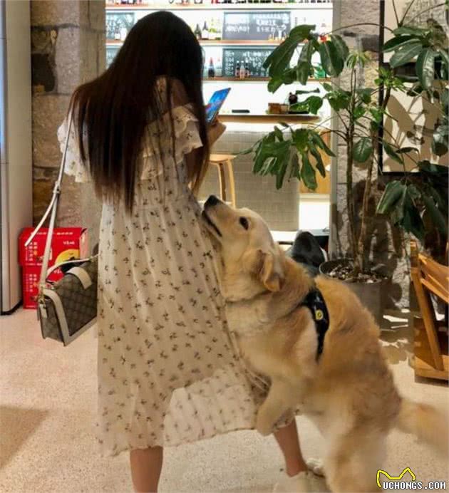 狗狗的“捣蛋”行为，把你当成父母才会有