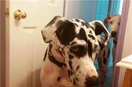 狗狗的“捣蛋”行为，把你当成父母才会有