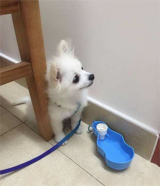 博美泪痕很丑怎么办？原来泪痕可以这样消掉，分享个人经验