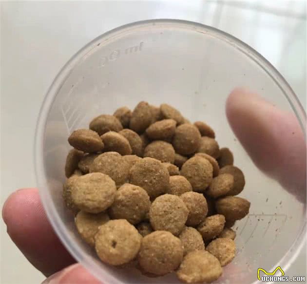 博美泪痕很丑怎么办？原来泪痕可以这样消掉，分享个人经验