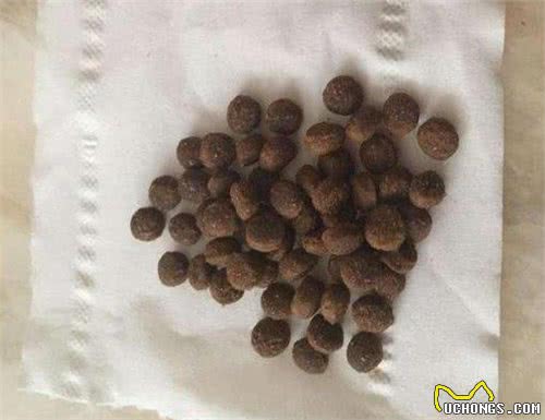 博美泪痕很丑怎么办？原来泪痕可以这样消掉，分享个人经验