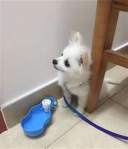 博美泪痕很丑怎么办？原来泪痕可以这样消掉，分享个人经验