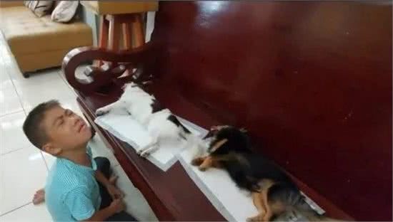 孩子发现狗狗死去后嚎啕大哭，父母却在一旁笑出声