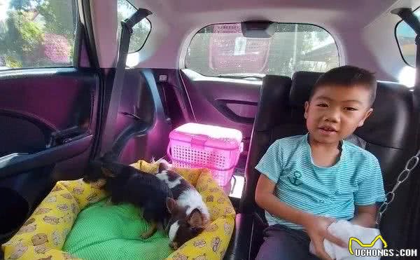 孩子发现狗狗死去后嚎啕大哭，父母却在一旁笑出声