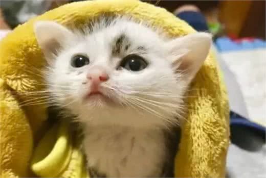 自从养了猫，你掌握了哪些特殊技能？网友：0成本制作猫厕所？