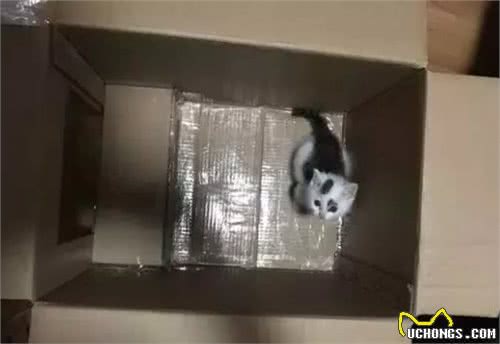 自从养了猫，你掌握了哪些特殊技能？网友：0成本制作猫厕所？
