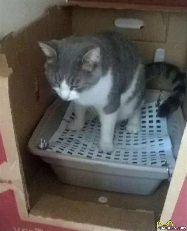 自从养了猫，你掌握了哪些特殊技能？网友：0成本制作猫厕所？
