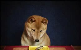 养宠经验：如果狗狗不吃饭怎么办？改善喂食方式，调整饮食结构