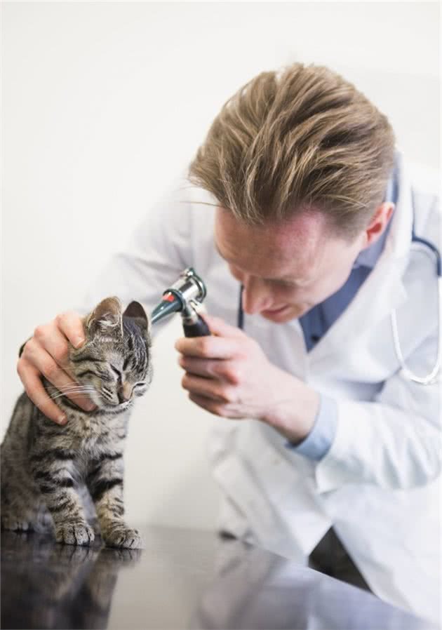 如何科学饲养猫咪，宠物医生总结出了这8方面的常识和注意事项