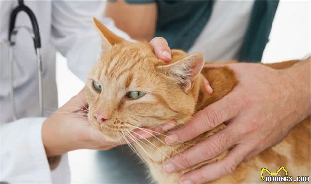 如何科学饲养猫咪，宠物医生总结出了这8方面的常识和注意事项