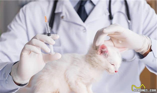 如何科学饲养猫咪，宠物医生总结出了这8方面的常识和注意事项