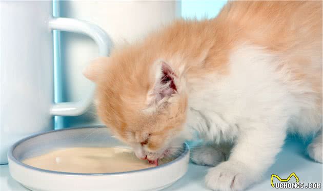 如何科学饲养猫咪，宠物医生总结出了这8方面的常识和注意事项