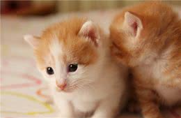 如何科学饲养猫咪，宠物医生总结出了这8方面的常识和注意事项