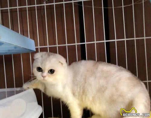 为什么大家都不太敢养“折耳猫”？这几点，不是人人都能接受