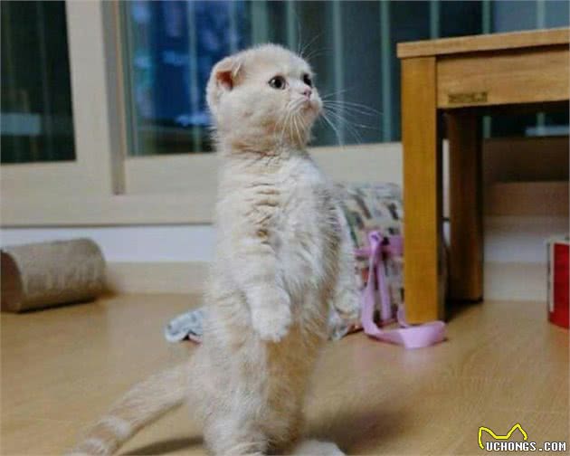 为什么大家都不太敢养“折耳猫”？这几点，不是人人都能接受