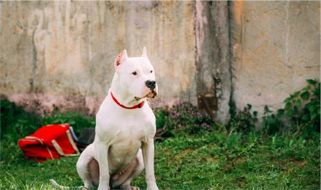 猎犬之王杜高犬，很多人都想养的一个品种