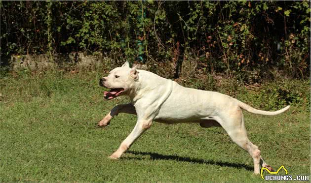 猎犬之王杜高犬，很多人都想养的一个品种