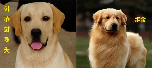 养金毛犬比拉布拉多好？5方面大PK，看完你会选谁？