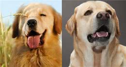 养金毛犬比拉布拉多好？5方面大PK，看完你会选谁？
