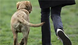 狗狗咬自己“尾巴”，竟是在提醒你它生病了