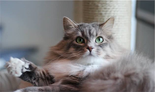 养猫之前把这六个问题考虑清楚，猫咪余生会很幸福…