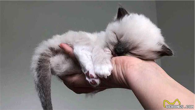 养猫之前把这六个问题考虑清楚，猫咪余生会很幸福…