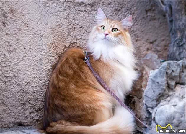 养猫之前把这六个问题考虑清楚，猫咪余生会很幸福…