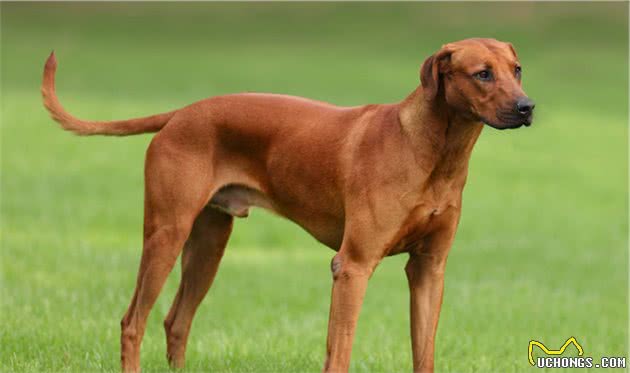 世界名犬大全（十），你想知道的狗狗这里都有