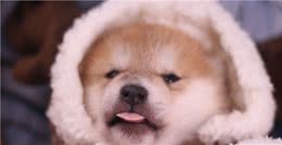 柴犬小时候好调教嘛？是先天形成还是后天训练的？