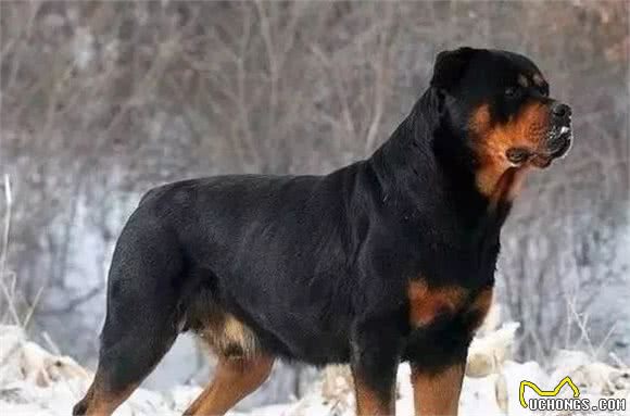 德国真的产好犬啊，随便一数，就这么多