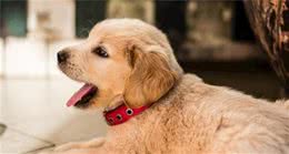 狗狗出现这几种情况，说明它真的很热，主人快帮它降温吧