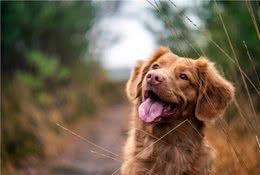 收养新狗的五大技巧