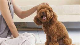 惩罚泰迪犬，5个做法不可取，严重的危及生命！