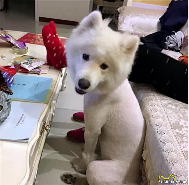 狗狗不愿意和你亲近？八成是你，做了它们讨厌的5件事