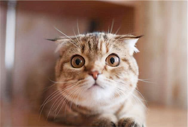 寿命较短的6种猫，希望你家猫没有上榜