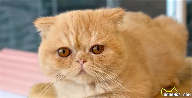 寿命较短的6种猫，希望你家猫没有上榜