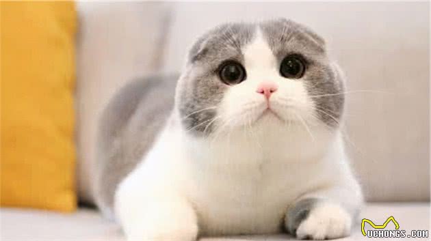 寿命较短的6种猫，希望你家猫没有上榜