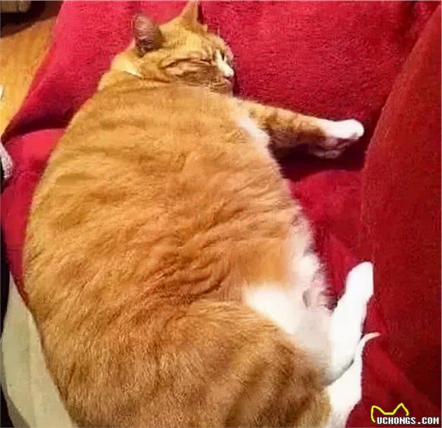 寿命较短的6种猫，希望你家猫没有上榜