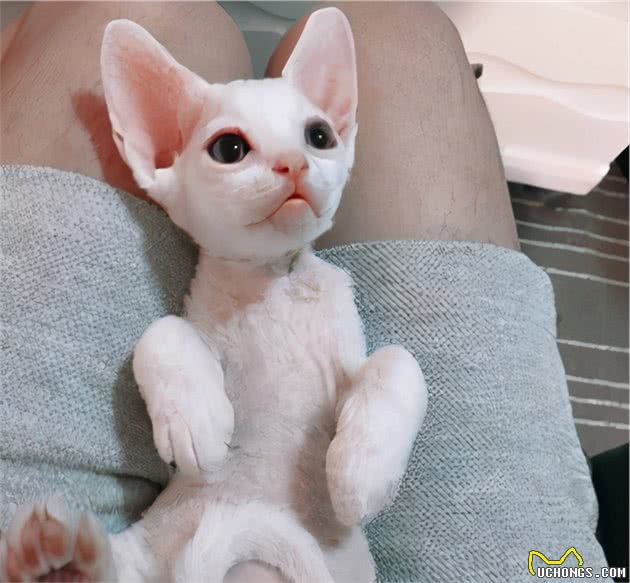 寿命较短的6种猫，希望你家猫没有上榜