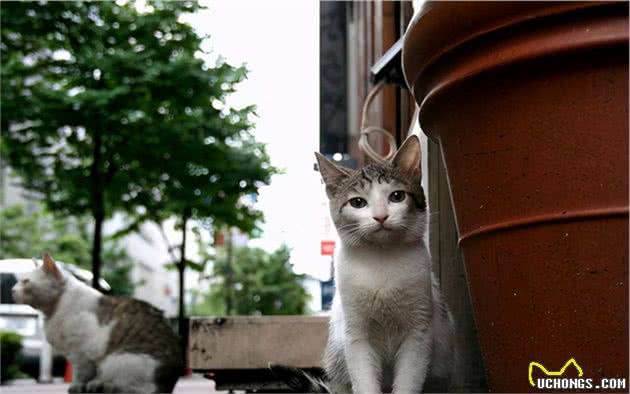 寿命较短的6种猫，希望你家猫没有上榜
