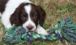 狗狗总是呕吐是怎么回事？铲屎官们一定要重视起来