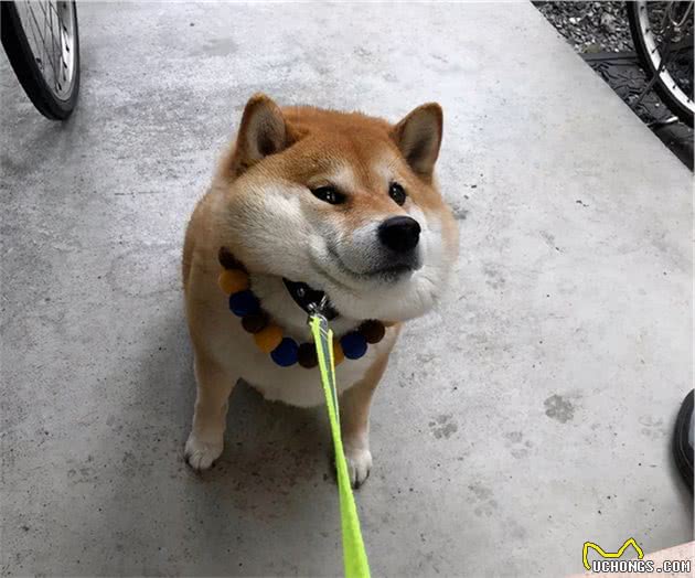 盘点热门犬种：什么狗狗更适合你呢？