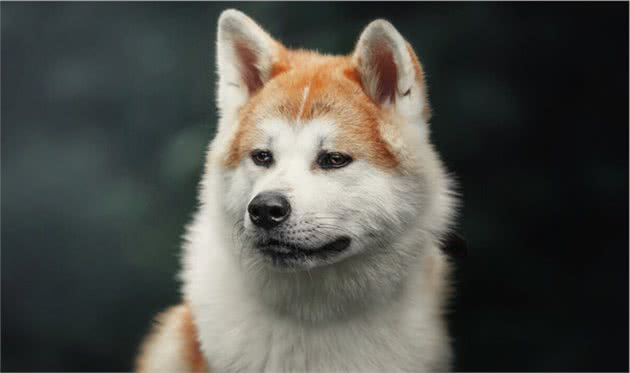 秋田犬：一只不是谁都养的起的狗狗