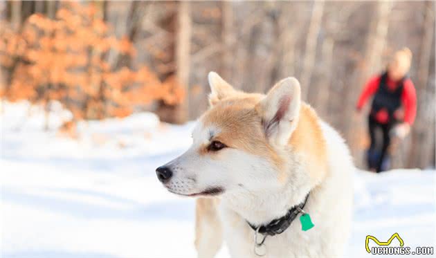 秋田犬：一只不是谁都养的起的狗狗